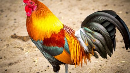 Буде гаряче: нас чекає Рік Червоного Вогняного Пiвня Буде гаряче: нас чекає Рік Червоного Вогняного Пiвня