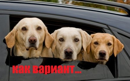 Хорошо, что у соседа «глаз, как у орла»