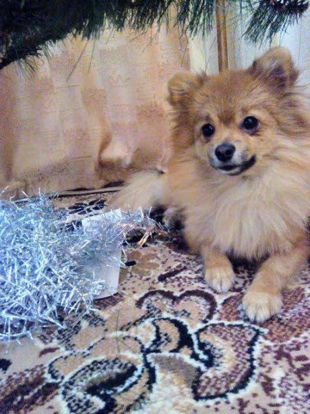 На костюмований парад тварин прийдуть навіть равлики, а вам слабо? Реєстрація тут!