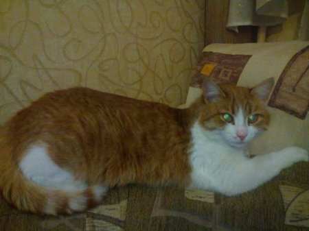 На костюмований парад тварин прийдуть навіть равлики, а вам слабо? Реєстрація тут!