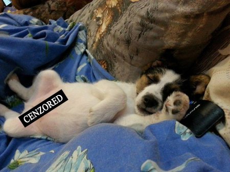 На костюмований парад тварин прийдуть навіть равлики, а вам слабо? Реєстрація тут!