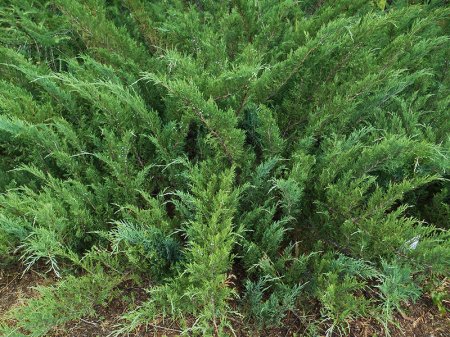 Новая петиция: кременчужанин vs можжевельник