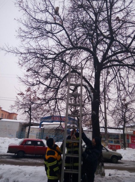 Кременчужанка вместе с пожарными спасала кота-сугроба