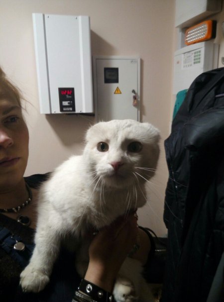 Кременчужанка вместе с пожарными спасала кота-сугроба