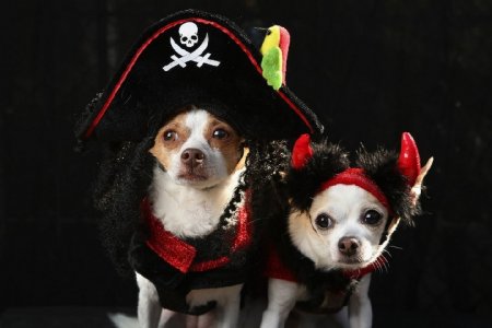 Собачек из кременчугского приюта нарядят в костюмы