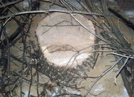 У Кременчуцькому районі чоловік напиляв дубів на 13 000 гривень