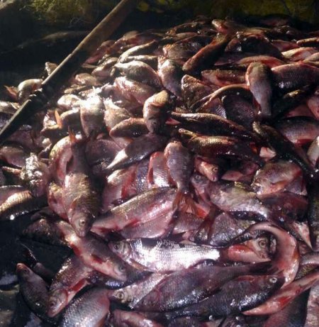 На Кременчуцькому водосховищі затримали бракон'єрів, які нарибалили на 150 000 гривень