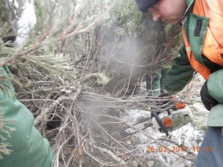 В Кременчуге обрезают аварийно-опасный можжевельник