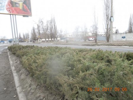 В Кременчуге обрезают аварийно-опасный можжевельник