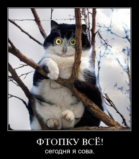 В Кременчуге на Раковке на дереве застряли сразу два кота