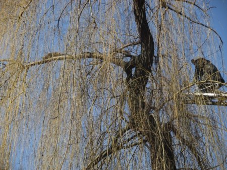 В Кременчуге мартовские котики снова воспользовались услугами спасателей