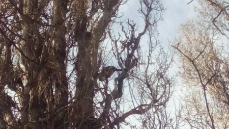 В Кременчуге мартовские котики снова воспользовались услугами спасателей