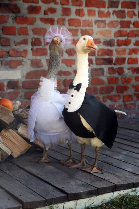 Костюмированный парад животных в Кременчуге: успей зарегистрироваться до 4 мая Костюмированный парад животных в Кременчуге: успей зарегистрироваться до 4 мая