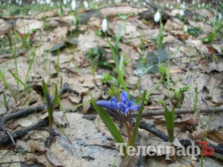 Где найти поляны подснежников вблизи Кременчуга