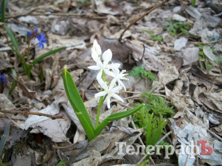Где найти поляны подснежников вблизи Кременчуга