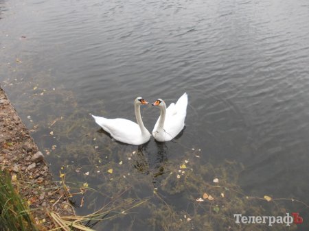 Весна у Кременчуці: на озеро у Міському саду повернулись лебеді
