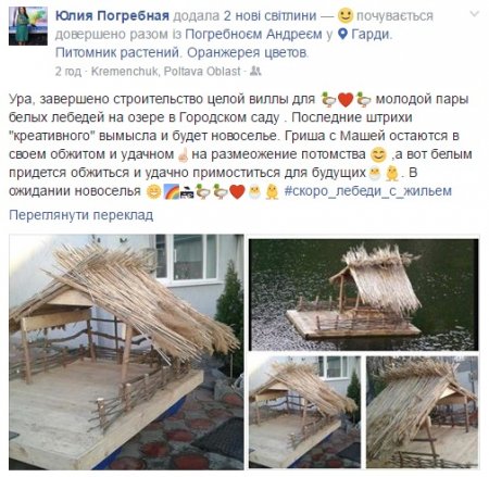 Чорні окремо від білих: у лебедів на озері у Міському саду будуть різні будинки