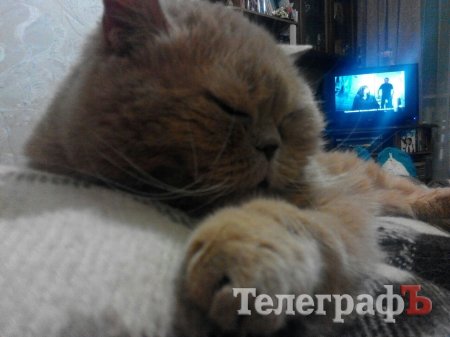 «Эту гадость я жрать не могу!!!».«Кременчугский ТелеграфЪ» на диете: День 10-й.