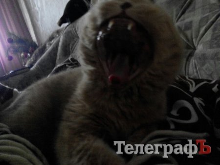 «Эту гадость я жрать не могу!!!».«Кременчугский ТелеграфЪ» на диете: День 10-й.