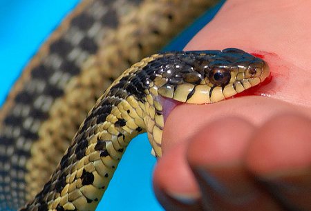 Остерегайтесь змей: вакцины против укусов пресмыкающихся  в Кременчуге нет