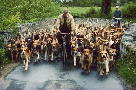 В Кременчуге «нашли» два места для культурного выгула собак