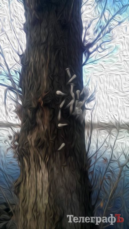 Приколы нашего городка: на обычном дереве на Раковке «распустились» шприцы