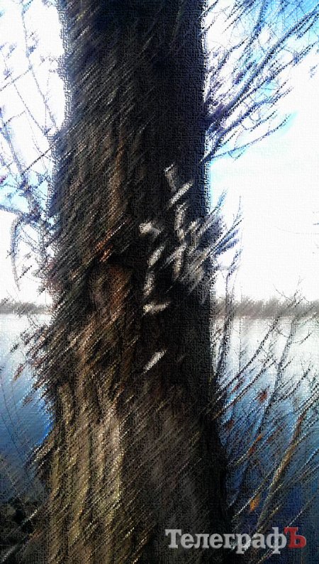 Приколы нашего городка: на обычном дереве на Раковке «распустились» шприцы
