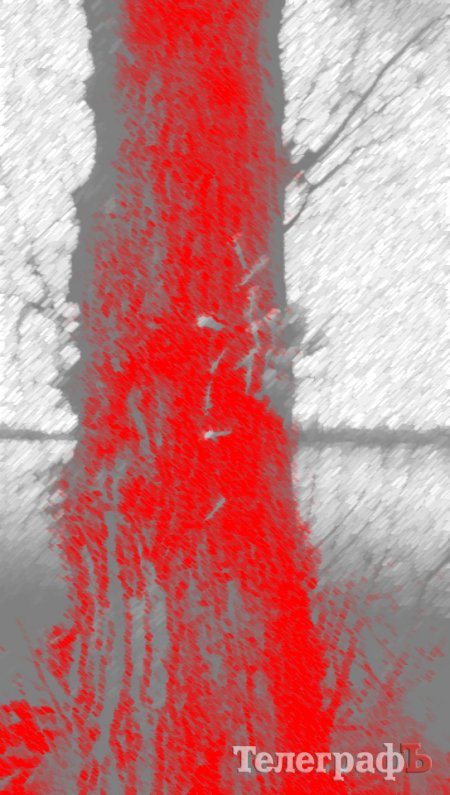 Приколы нашего городка: на обычном дереве на Раковке «распустились» шприцы