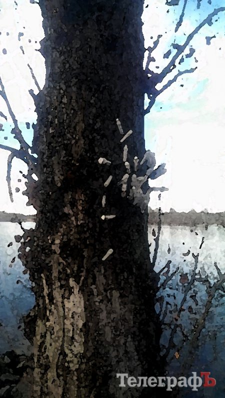 Приколы нашего городка: на обычном дереве на Раковке «распустились» шприцы