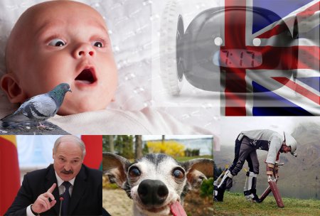 Бюстгальтер-респиратор и переводчик с собачьего