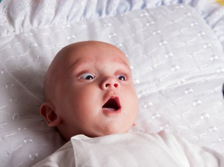 Бюстгальтер-респиратор и переводчик с собачьего