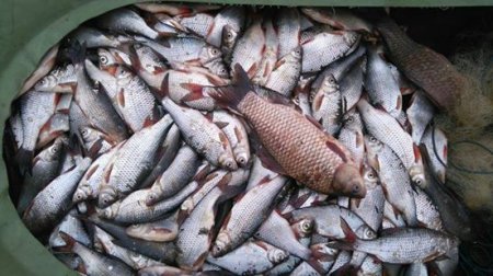 Операция «Нерест»: им не удалось уйти