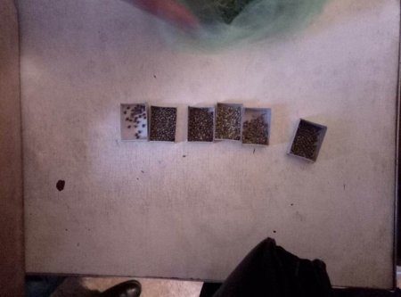 У кременчужанина в квартире нашли полкилограмма расфасованной «травки»