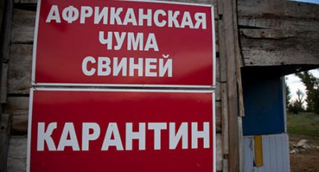 Африканская чума свиней: насколько близко к Кременчугу