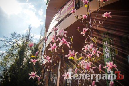 Встигніть зробити селфі з екзотичним деревцем у Кременчуці