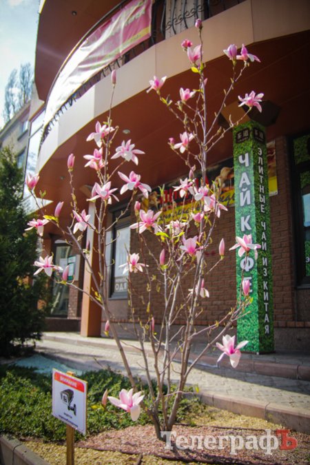 Встигніть зробити селфі з екзотичним деревцем у Кременчуці