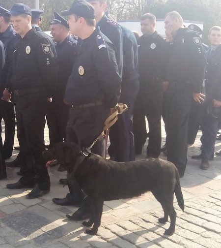 Собаки кременчуцької поліції та Нацгвардії прийдуть на костюмований парад тварин