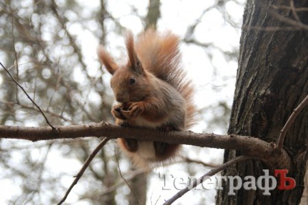 В Приднепровском парке белка покусала ребёнка