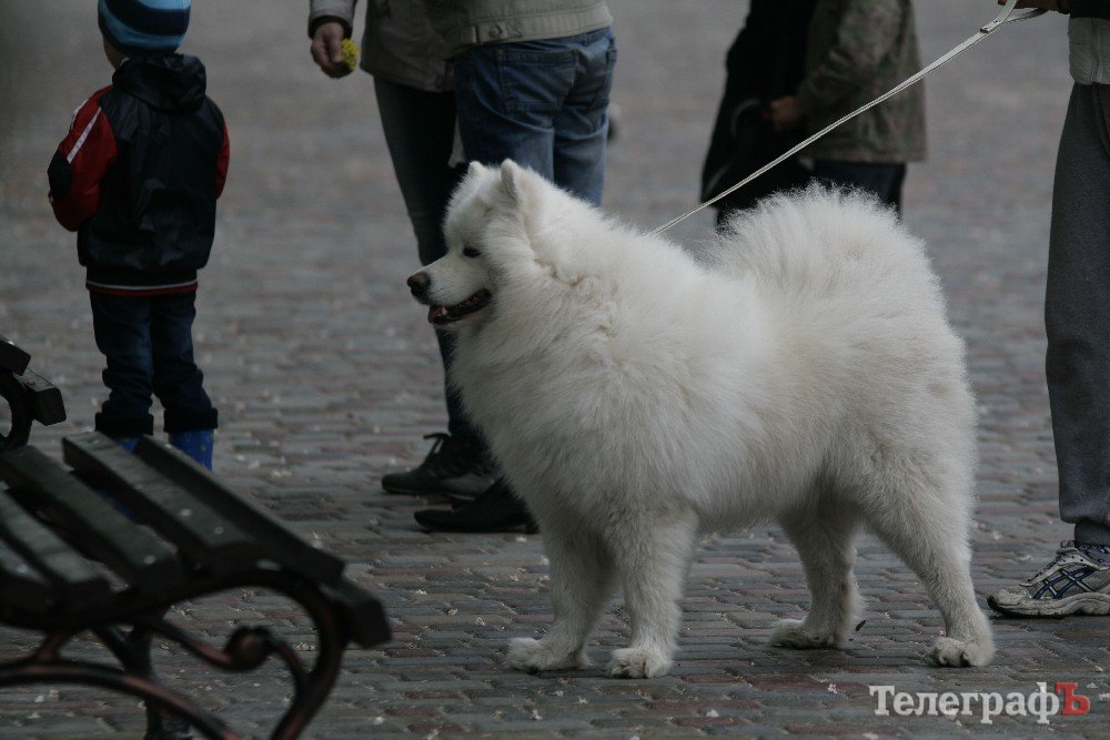 Парад животных. Парад животных. Парад животных. Животные в иллюстраторе. День домашних животных парад.