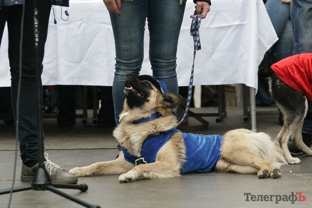 Парад животных. Парад животных. Домашний парад. Анималс парад. Костюмированный парад пород собак.