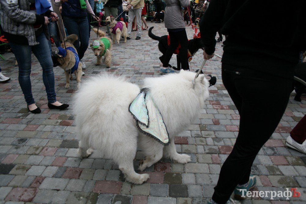 Анималс парад. Собачий парад. Парад животных. Парад животных. Анималс парад.