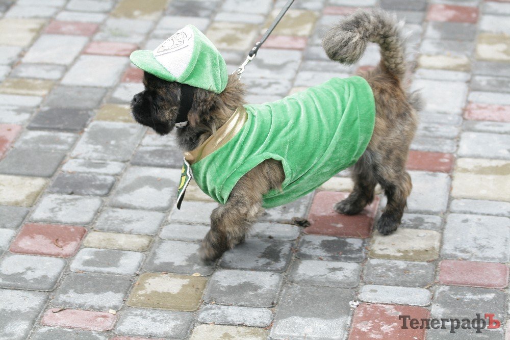 Парад животных. Парад зверей акварель. Парад животных. Парад животных. Парад зверей.