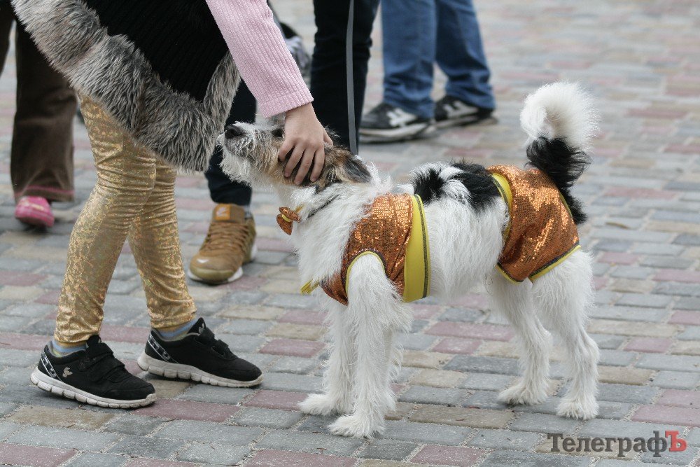 Парад животных. A parade illustration. Парад зверей. Животные в иллюстраторе. Парад животных.