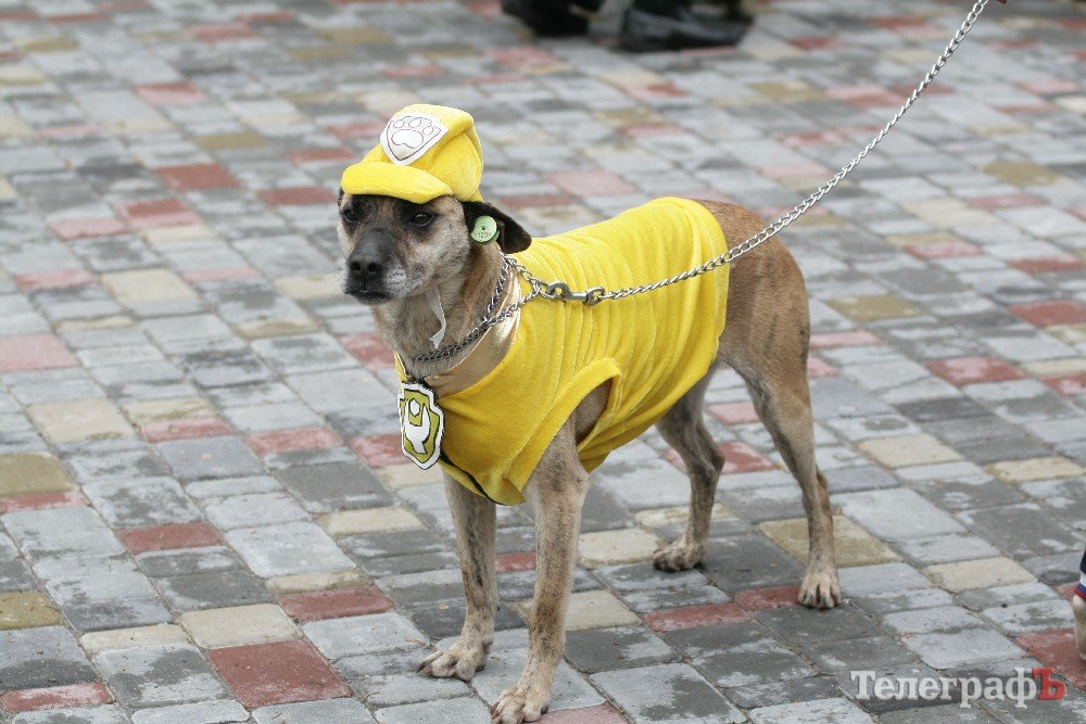 Парад животных. Парад животных. Анималс парад. Парад животных. Парад животных.