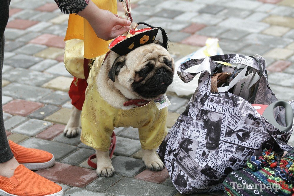 Парад животных. Парад животных рисунок. Парад животных. Парад животных. Шествие с животными.