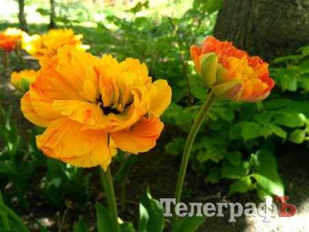 Тур вихідного дня до «маленького Парижа» у центрі України - Кропивницького