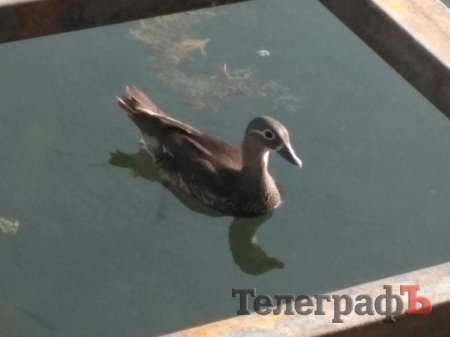 На 230-річчя Міському саду подарували «Мадам лимон» та мандаринку з каролінкою