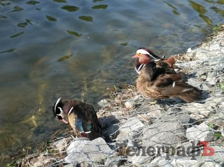 На 230-річчя Міському саду подарували «Мадам лимон» та мандаринку з каролінкою