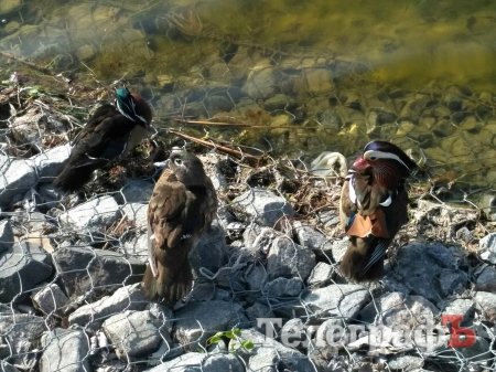 На 230-річчя Міському саду подарували «Мадам лимон» та мандаринку з каролінкою