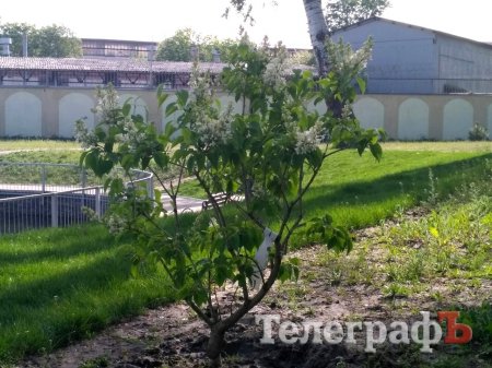 На 230-річчя Міському саду подарували «Мадам лимон» та мандаринку з каролінкою